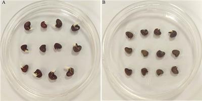 Fusarium solani infection disrupts metabolism during the germination of roselle (Hibiscus sabdariffa L.) seeds